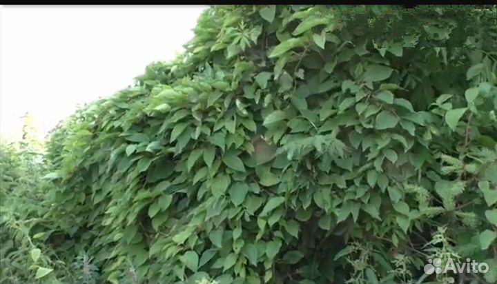 Саженцы китайского лимонника