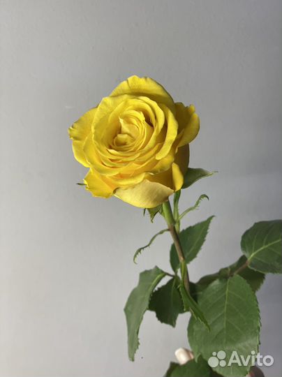 Желтая роза 51 роза 101 премиум эквадор