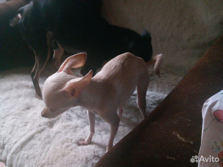 Мини той-терьер вязка. девочка ищет напарника