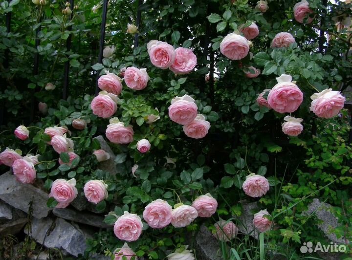 Розовая плетистая роза