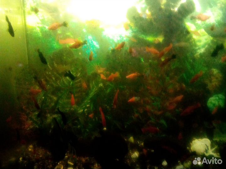 Аквариумные рыбки