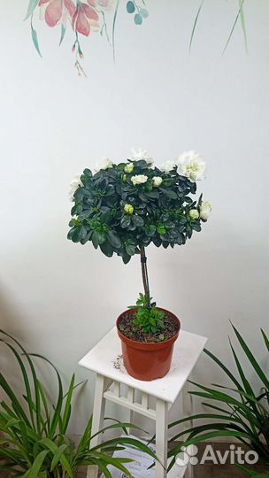 Азалия на стволе