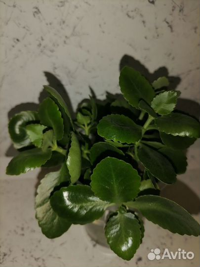 Каланхоэ (красный)