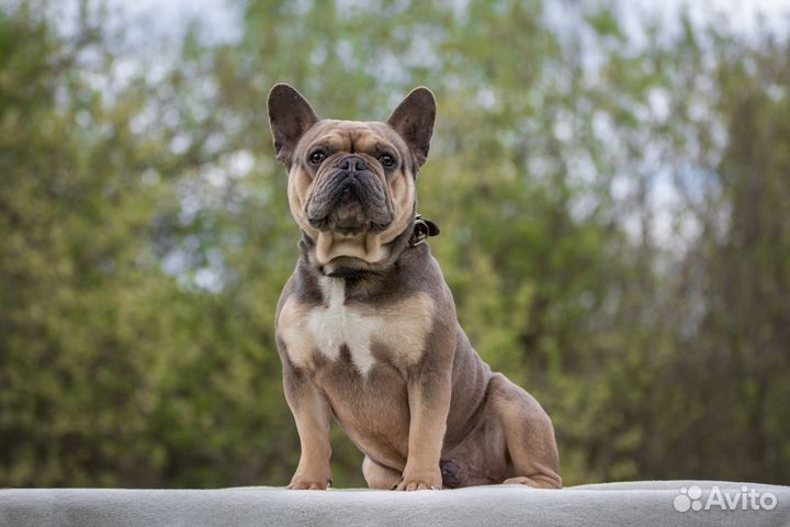 Французский бульдог вязка, щенки