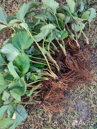 Рассада клубники Гигантелла окс