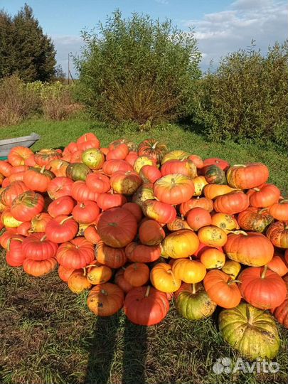 Продам тыкву