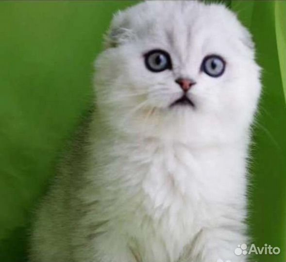 Шотландская шиншила