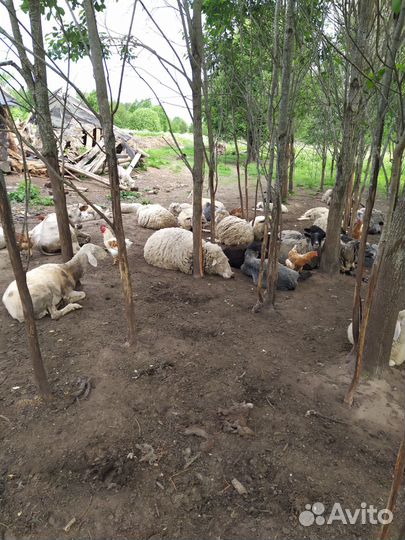 Овцы бараны