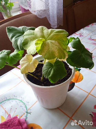 Пеларгония герань