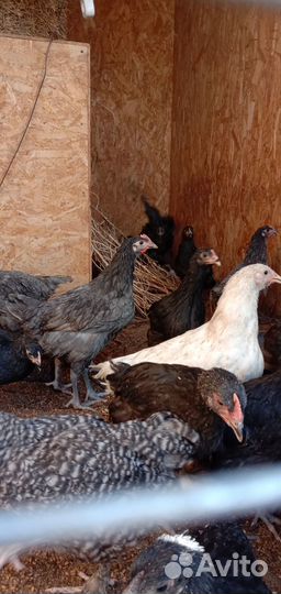 Цыплята помесь пород Джерси с Малинами воз 3 мес