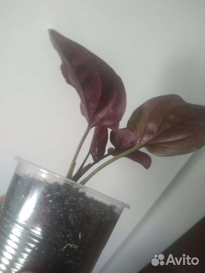 Сциндапсус, эпипремнум,синг