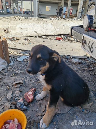 Щенок девочка, в добрые руки