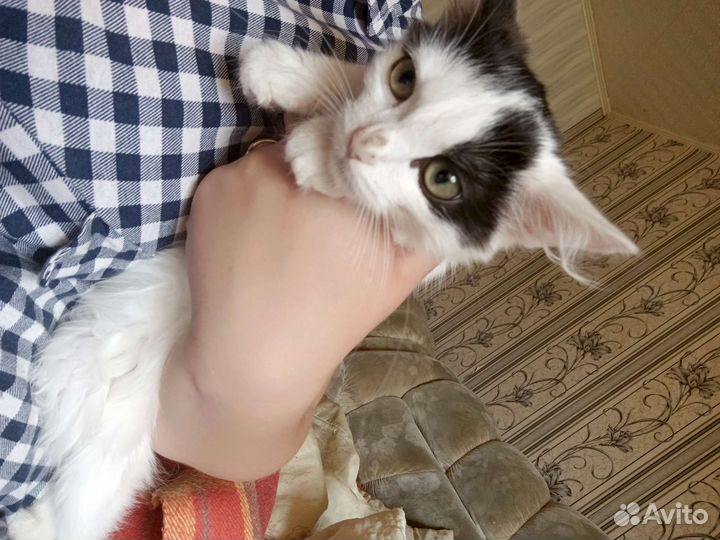 Отдам бесплатно кошечку