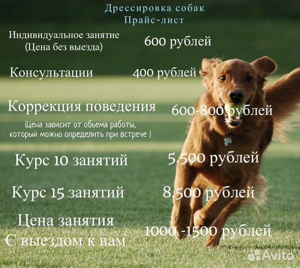 Дрессировка собак