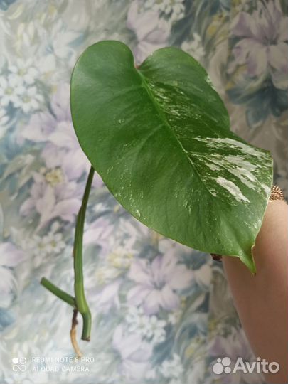 Монстера альба