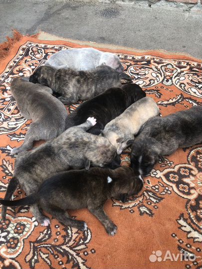 Собаки щенки