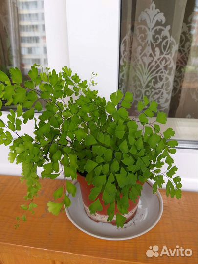 Комнатные растения