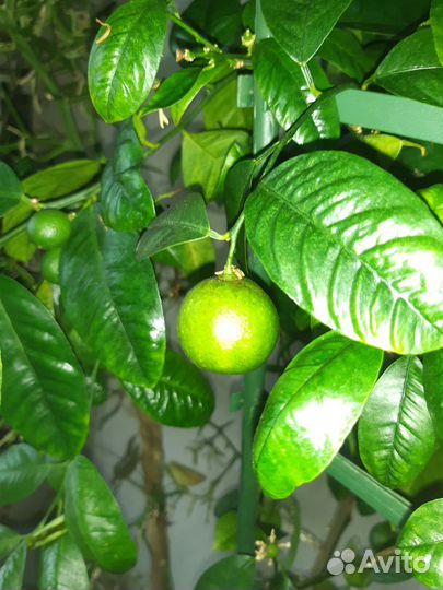 Лимон, мандарин, лавр