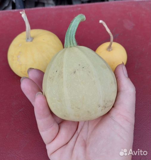 Тыква декоративная