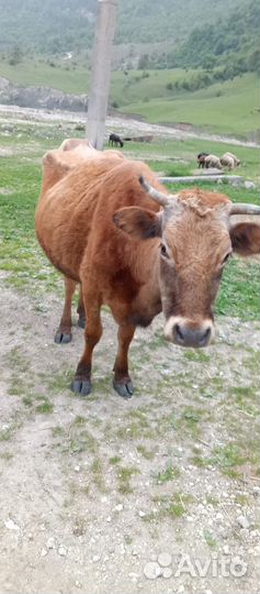 Корова дойная с теленком