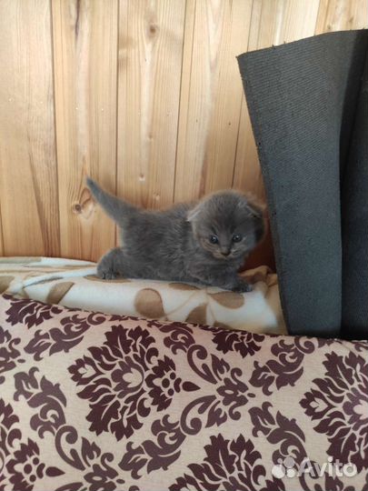 Британский вислоухий кот