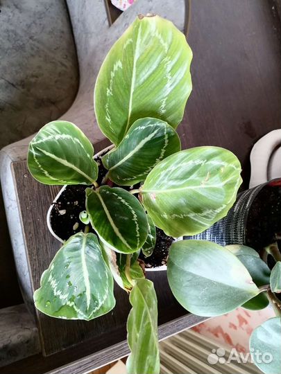 Калатеи и сингониумы