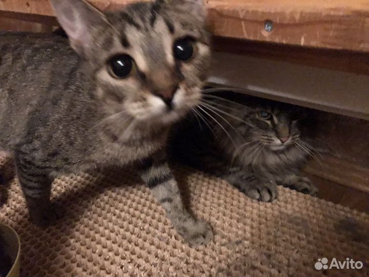Передержка кошек