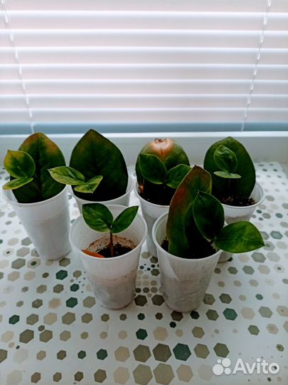 Замеокулькас