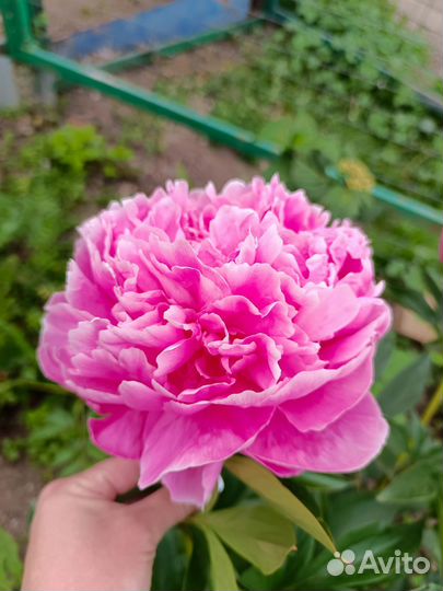 Пион Александр флеминг