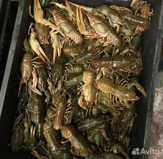 Раки сотрудничество