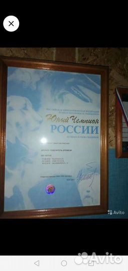 Вязка цвергпинчер