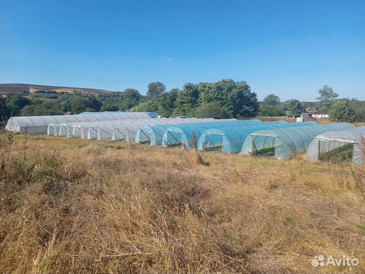 Тепличное хозяйство