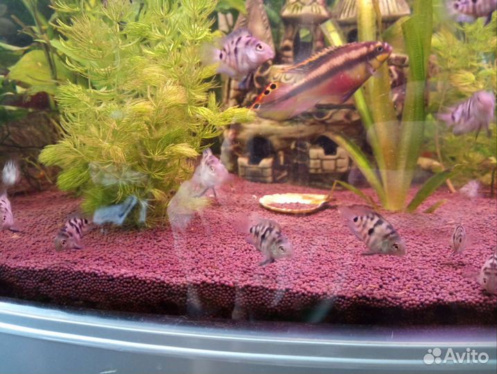 Рыбка сапфировый попугай