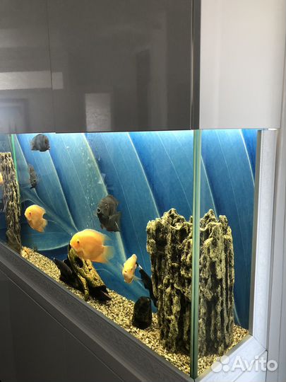 Аквариум с рыбками