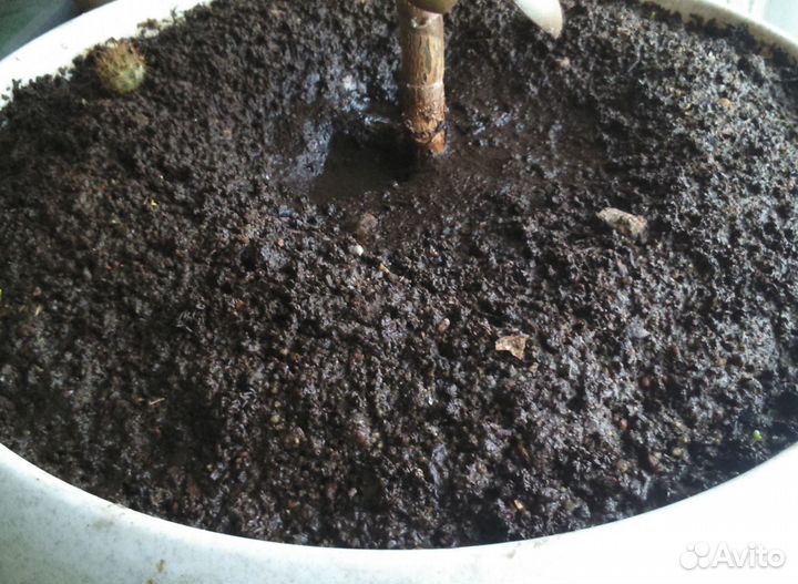 Цветоводам