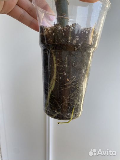 Диффенбахия рефлектор