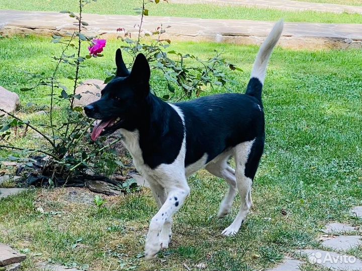 Собака лайкоидного типа