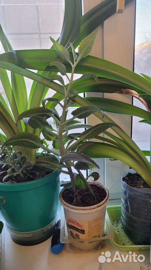 Каланхоэ лечебный