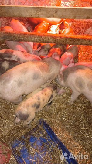 Дюрок Пьетрэн. Ландрас Пьетрэн