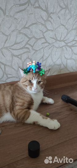 Кот мейн-кун метис