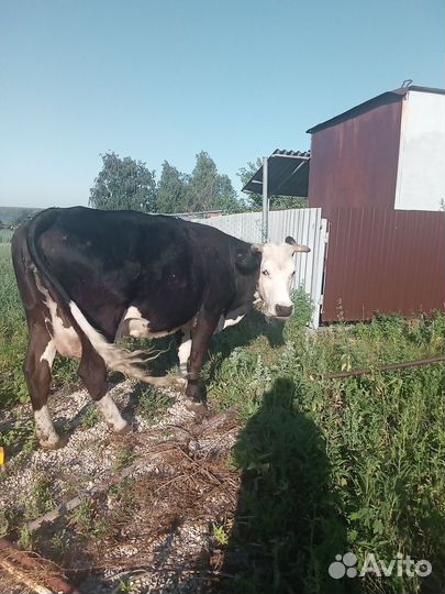 Продам корову