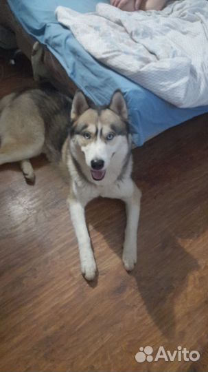 Сибирский хаски