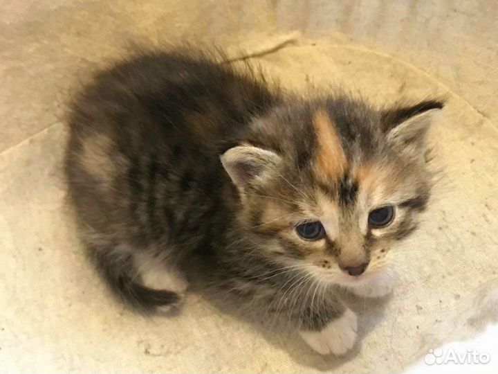 Отдам в добрые руки котят звоните через 2 месяца