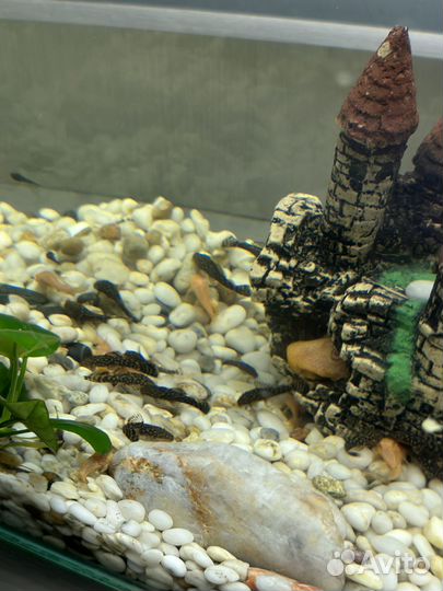 Сом анцитрус