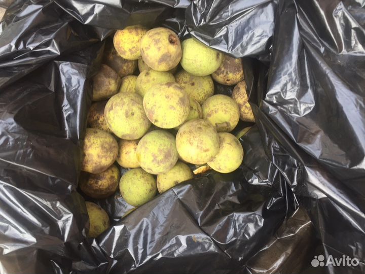 Орех черный (саженцы) 1 Шт