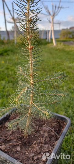 Ель голубая глаука