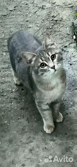 Котята и кошки