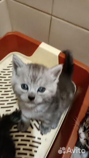 Котята метисы прямоухой британки