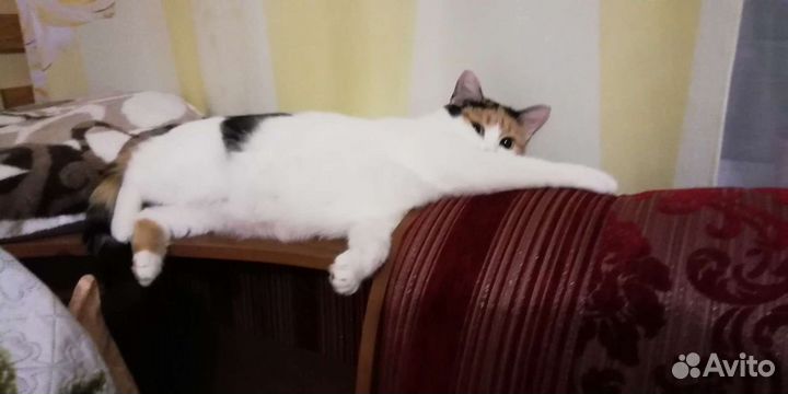 Кошечка в добрые руки