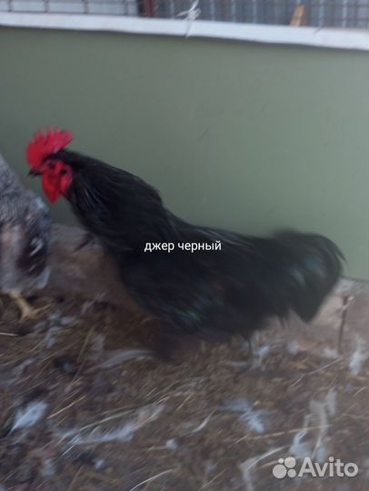 Куры, молодки